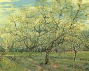 文森特威廉梵高 - 白果园